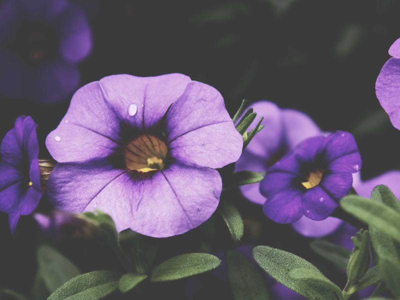 community screenshot 4